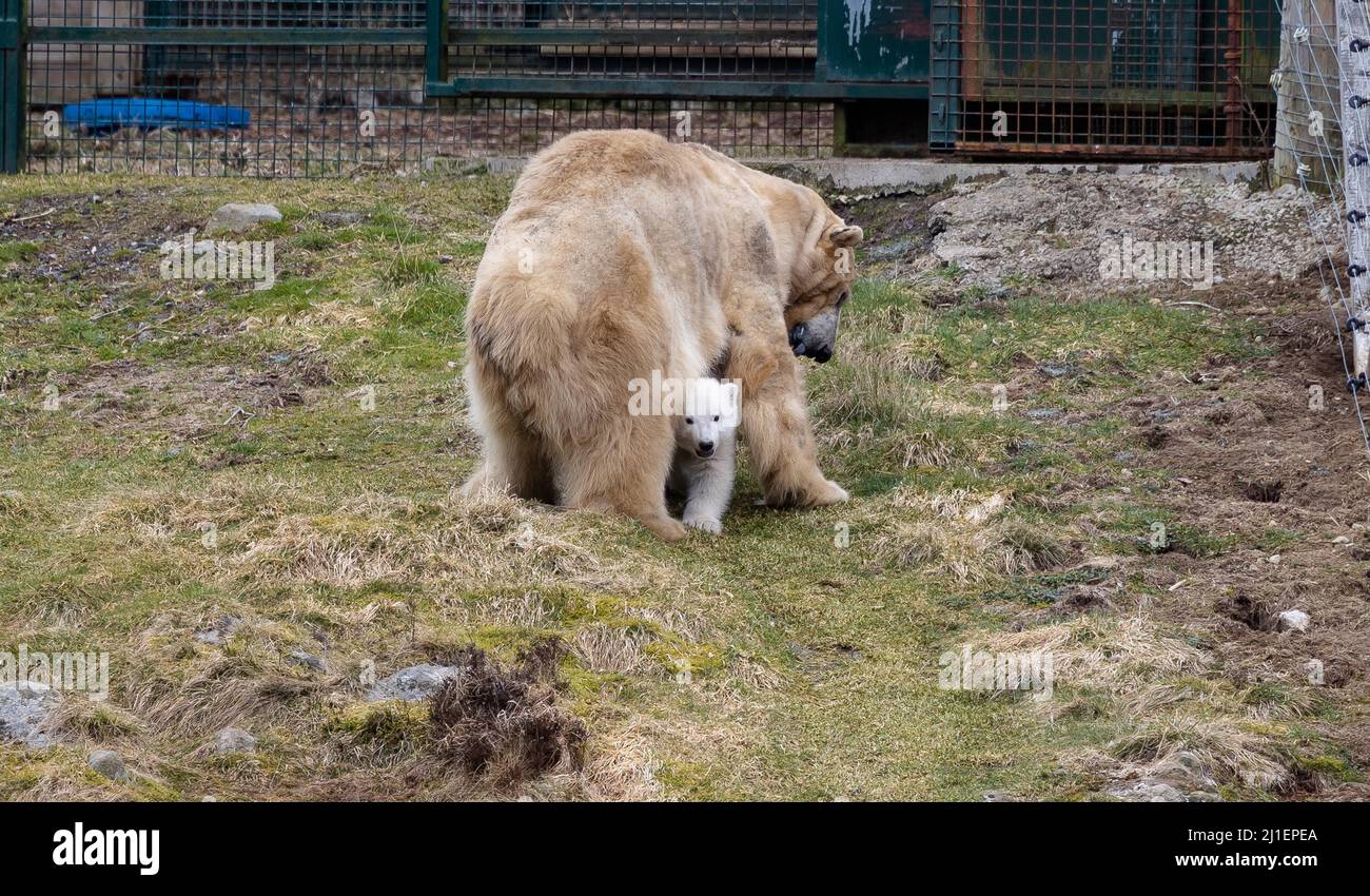 Recently born polar bear cub Brodie born at the Highland Wildlife