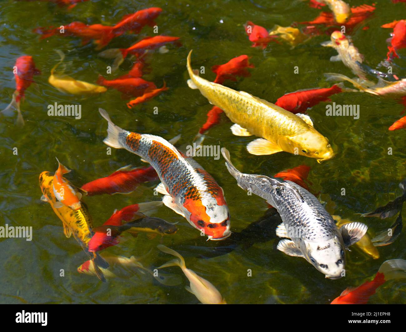 Many koi carp (Cyprinus) multicolor on the water surface Stock Photo - Alamy