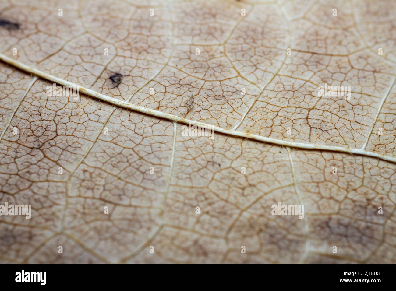 Extreme close-up of a dried leaf showing leaf veins. Selective focus ...