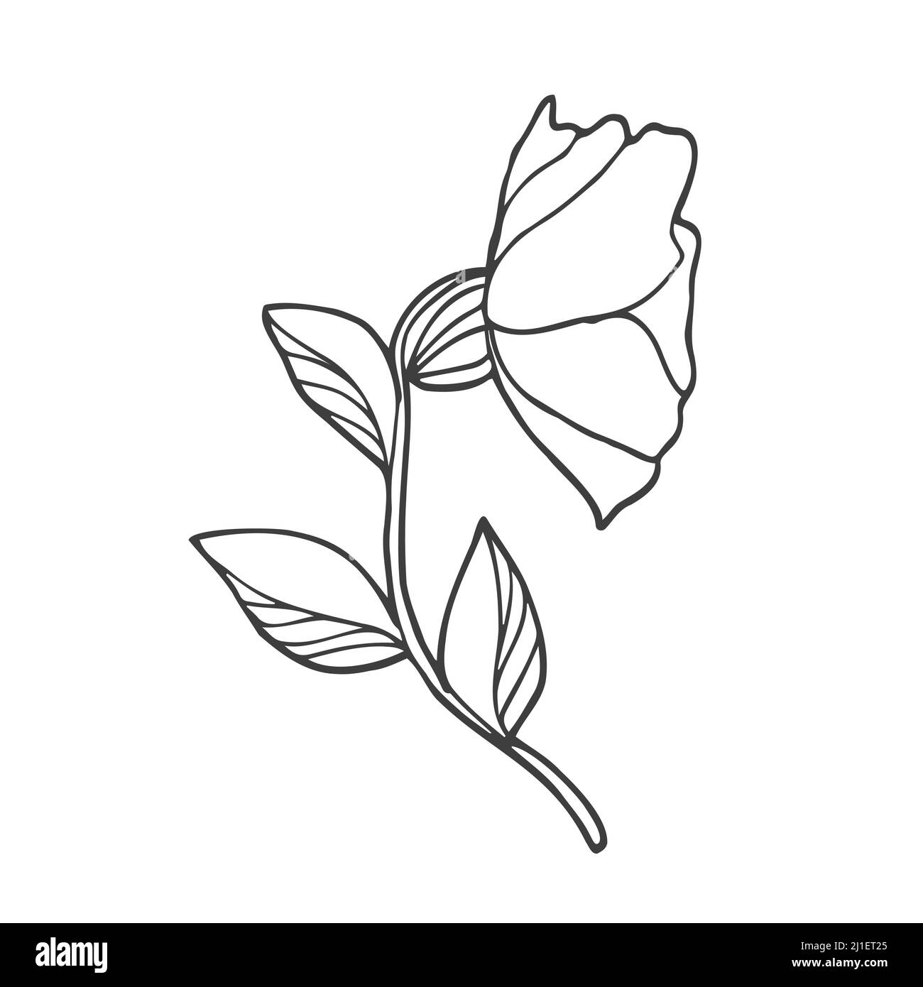 Hand drawn doodle flowers. Set of sketches of different summer flowers. Rose, tulip, dahlia, lily, chamomile and leaves line art. Stock Vector