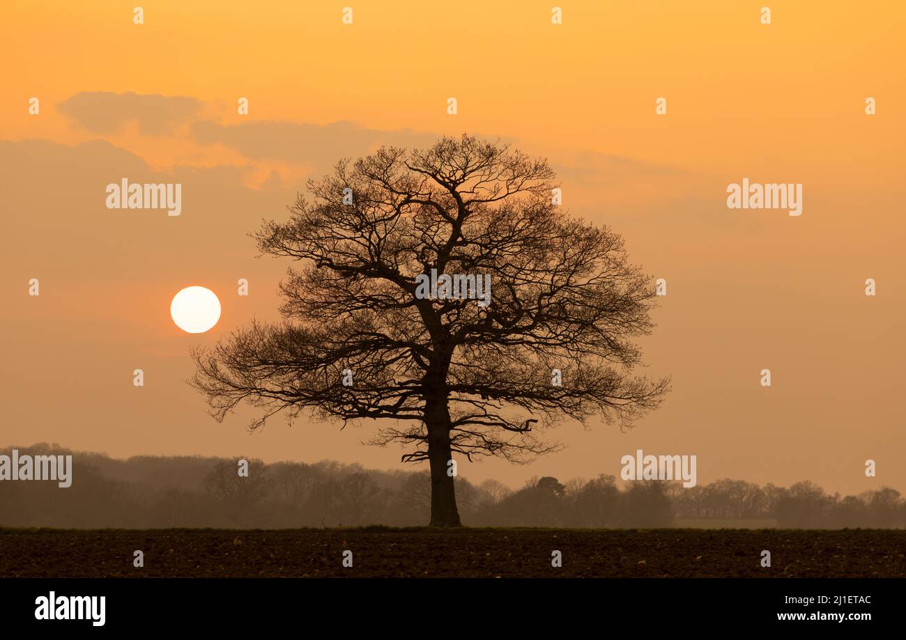 Solitary oak tree in early spring shortly before sunset. UK Stock Photo