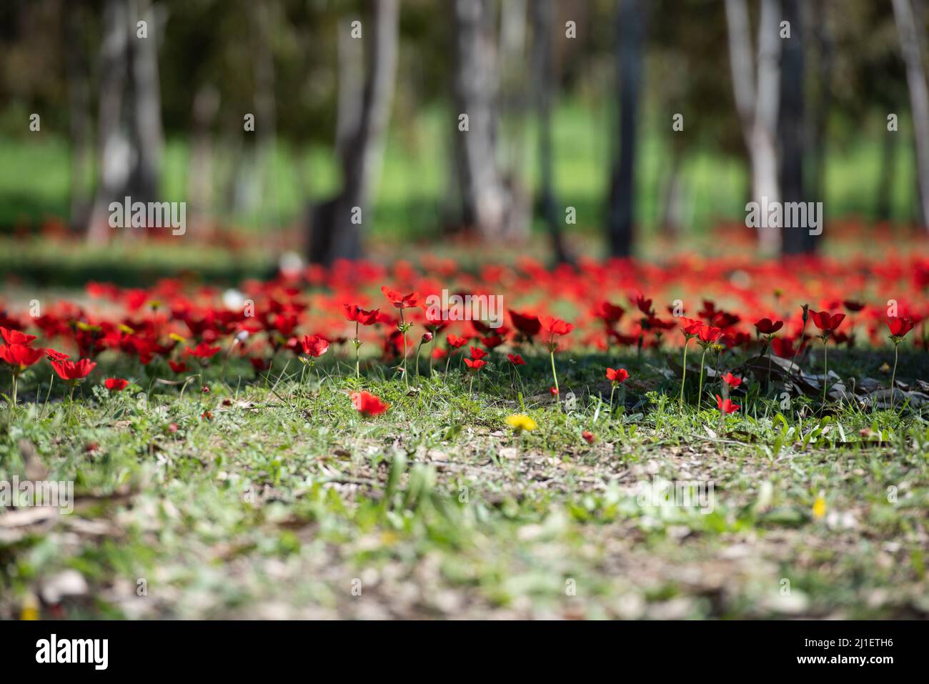 Anemone Wind Flowers in Southern Israel Stock Photo