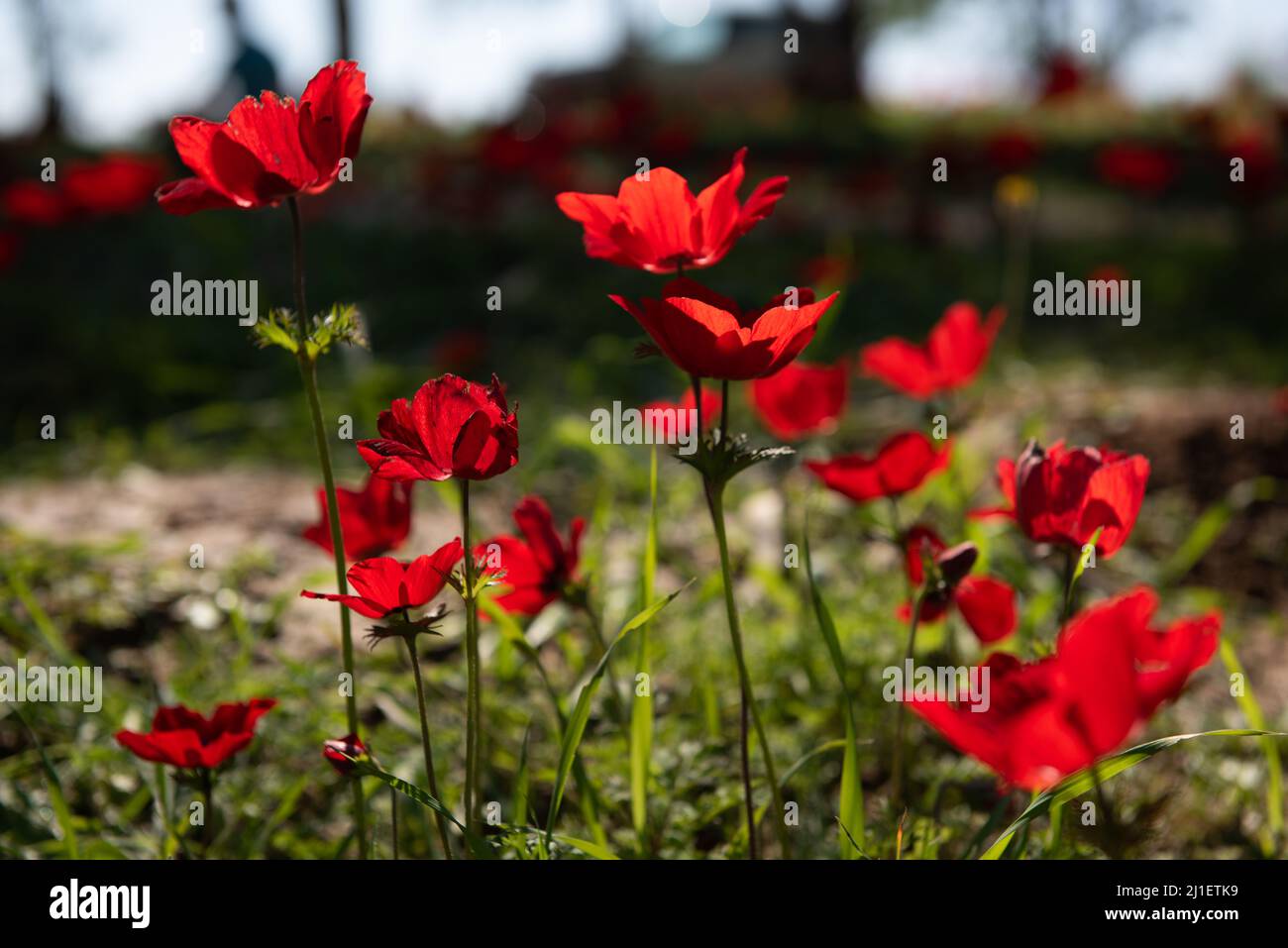 Anemone Wind Flowers in Southern Israel Stock Photo