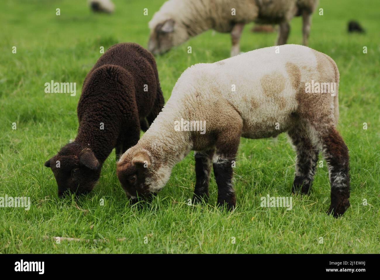 Diversity matters, black and white sheep lambs feed close together on a