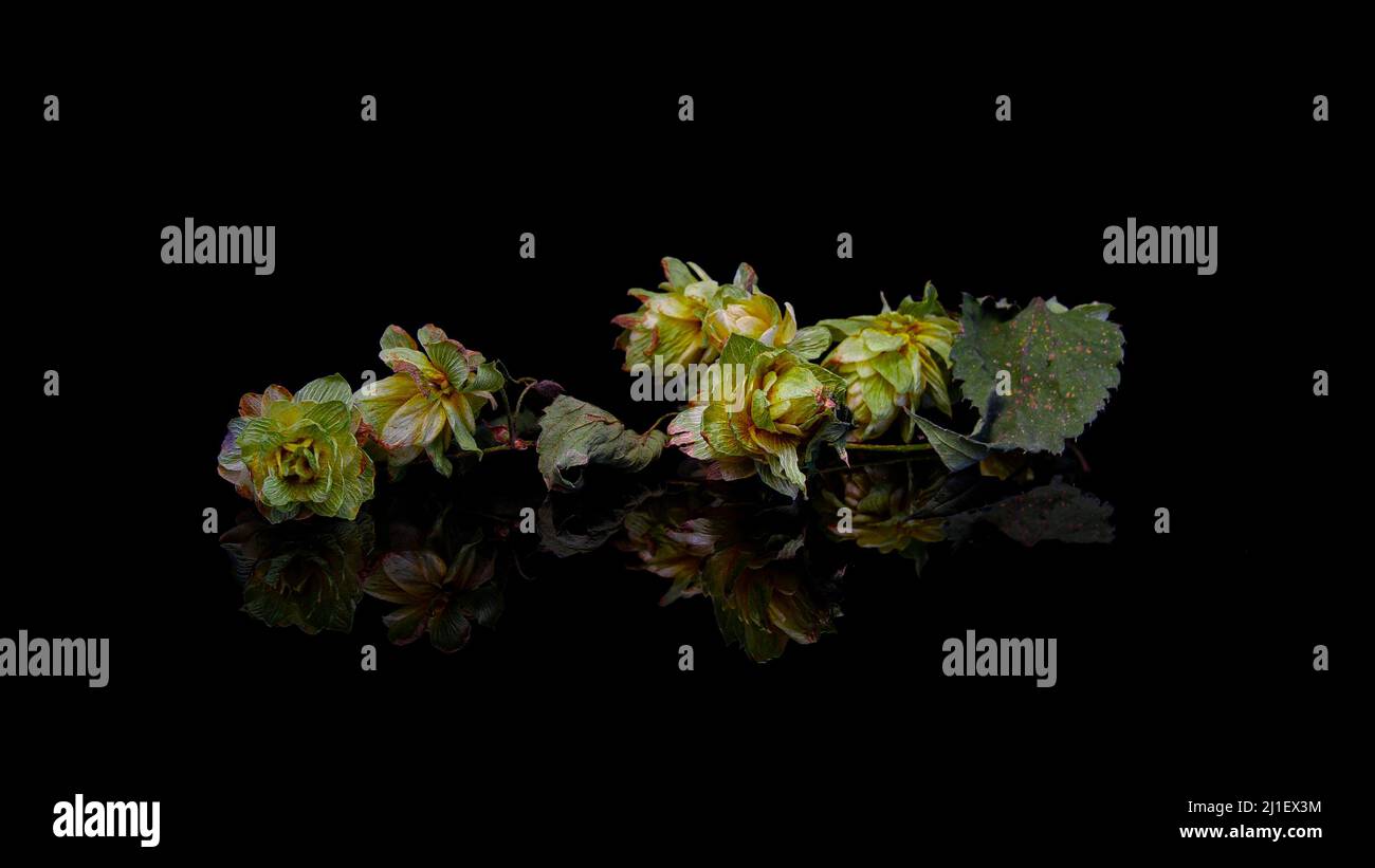 Hop flowers on a black background. Hop flower for beer production, detailed view. Stock Photo