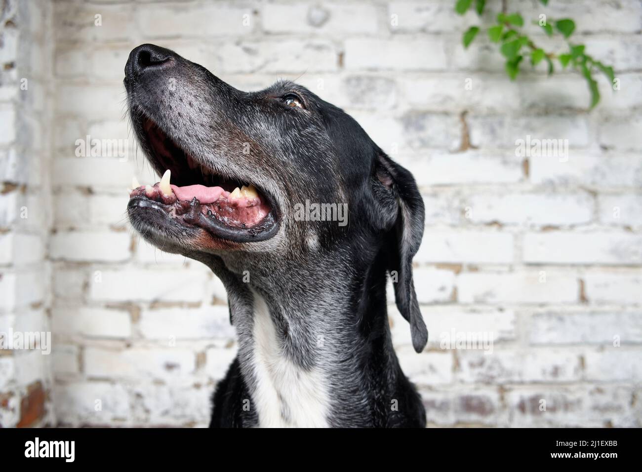 Black boarhound 2025