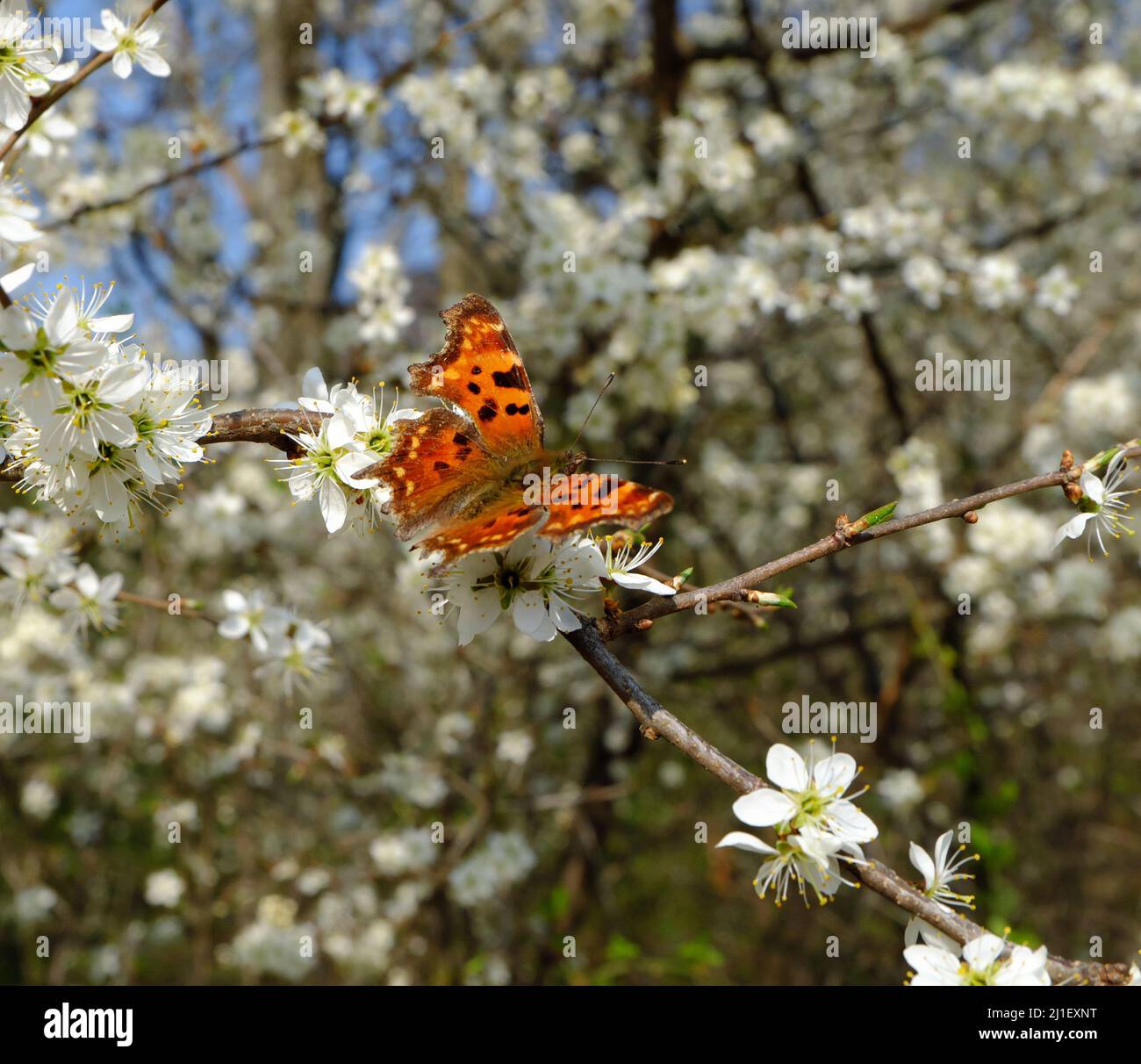 Polygonia c-album, Comma Butterfly, C-falter in Berlin, late March 2022. Stock Photo