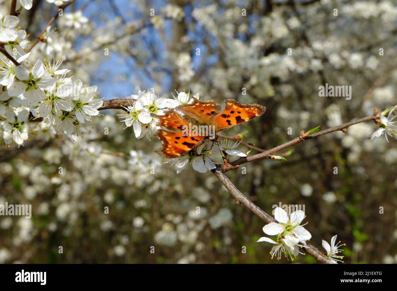 Polygonia c-album, Comma Butterfly, C-falter in Berlin, late March 2022. Stock Photo