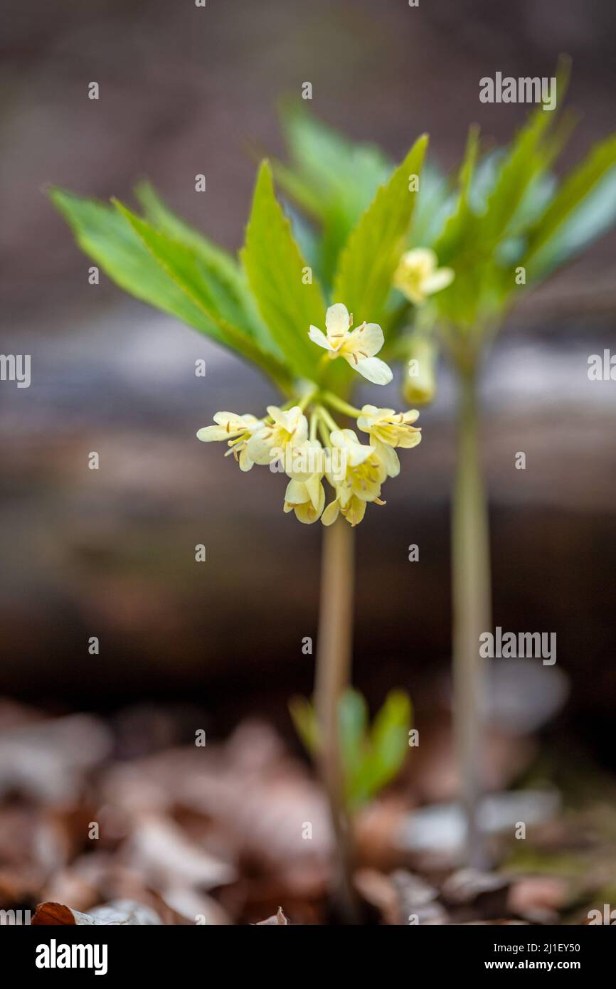 Nine-leaved toothwort flower in forest, latin name Cardamine enneaphylla. Stock Photo