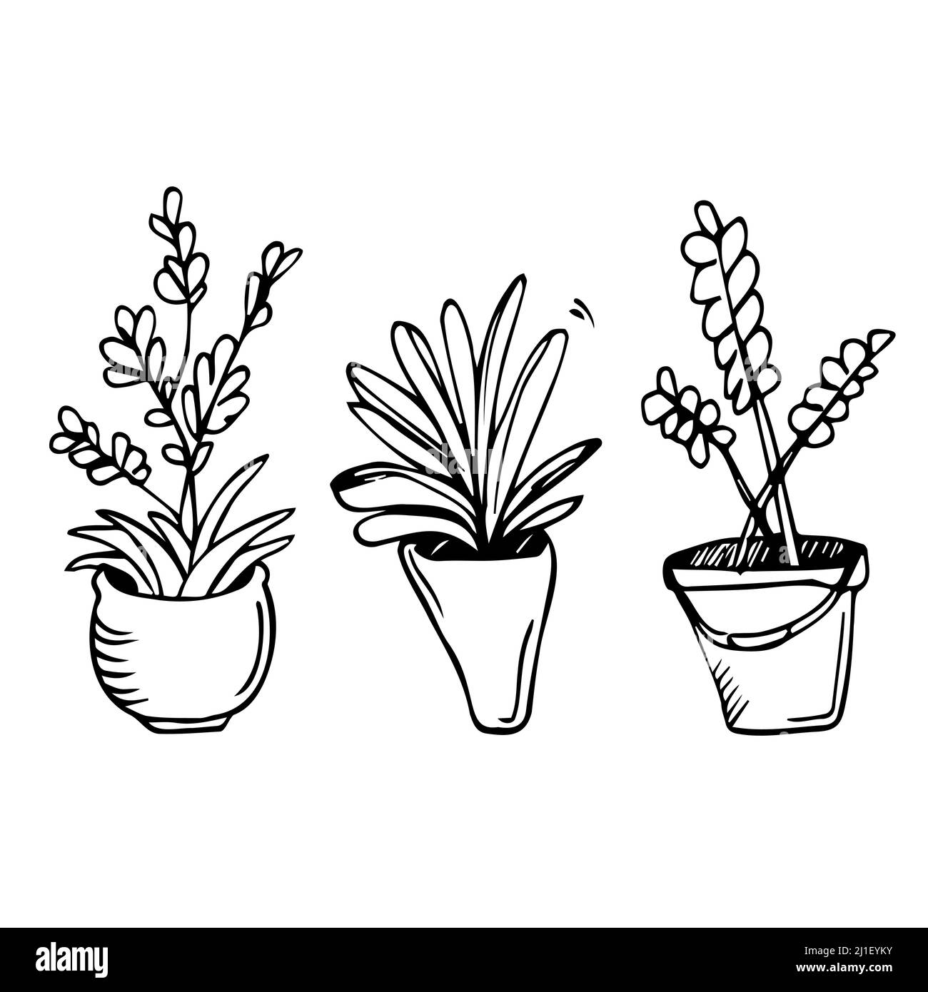 Graphic house plant drawings black and white vector set. Line art home flowers, blooming plants Stock Vector