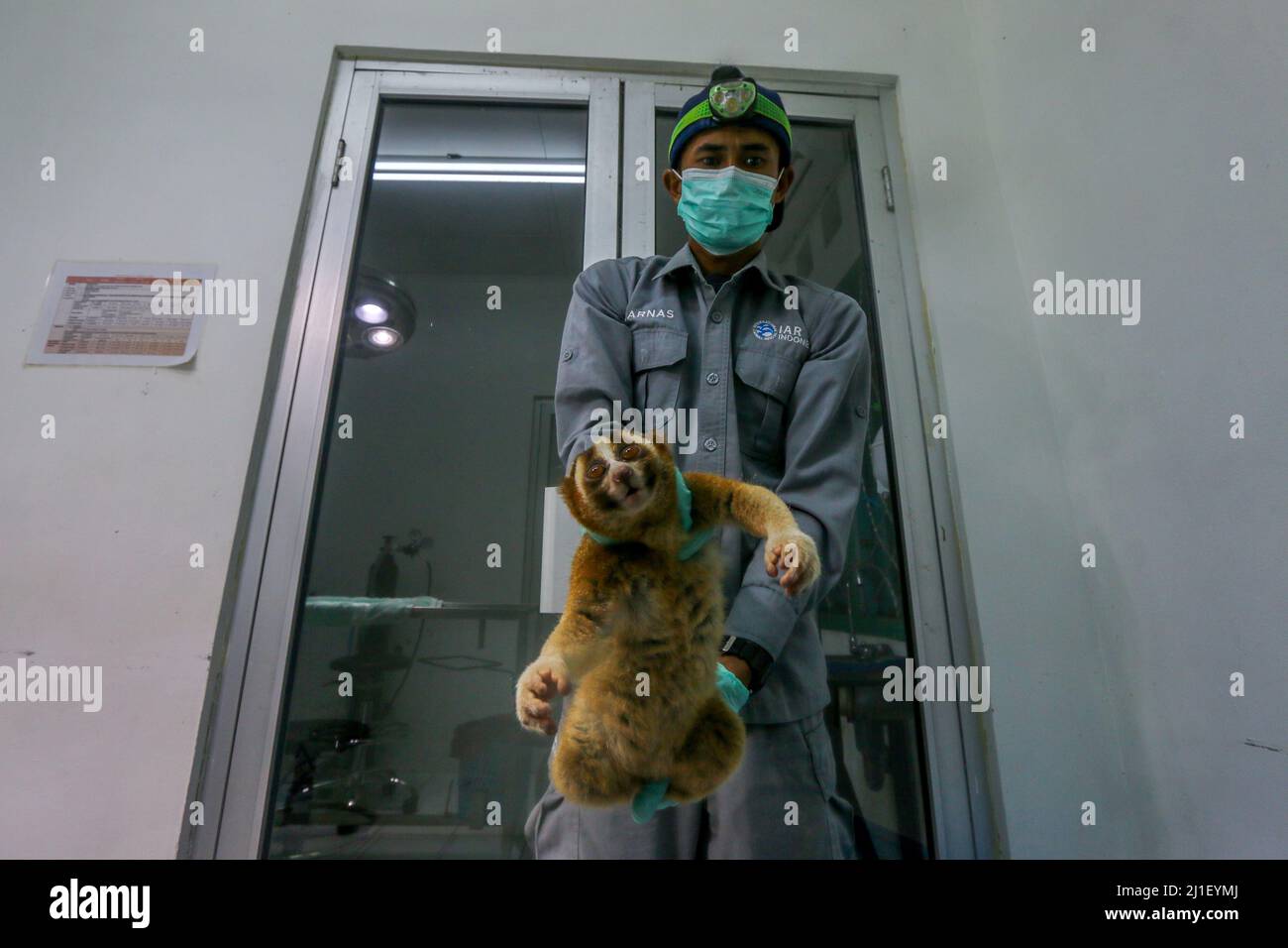 Preparations for the release of 10 Javan slow lorises at the IAR Indonesia Foundation, Bogor, West Java, Indonesia, Thursday (24/3/2022) night Stock Photo