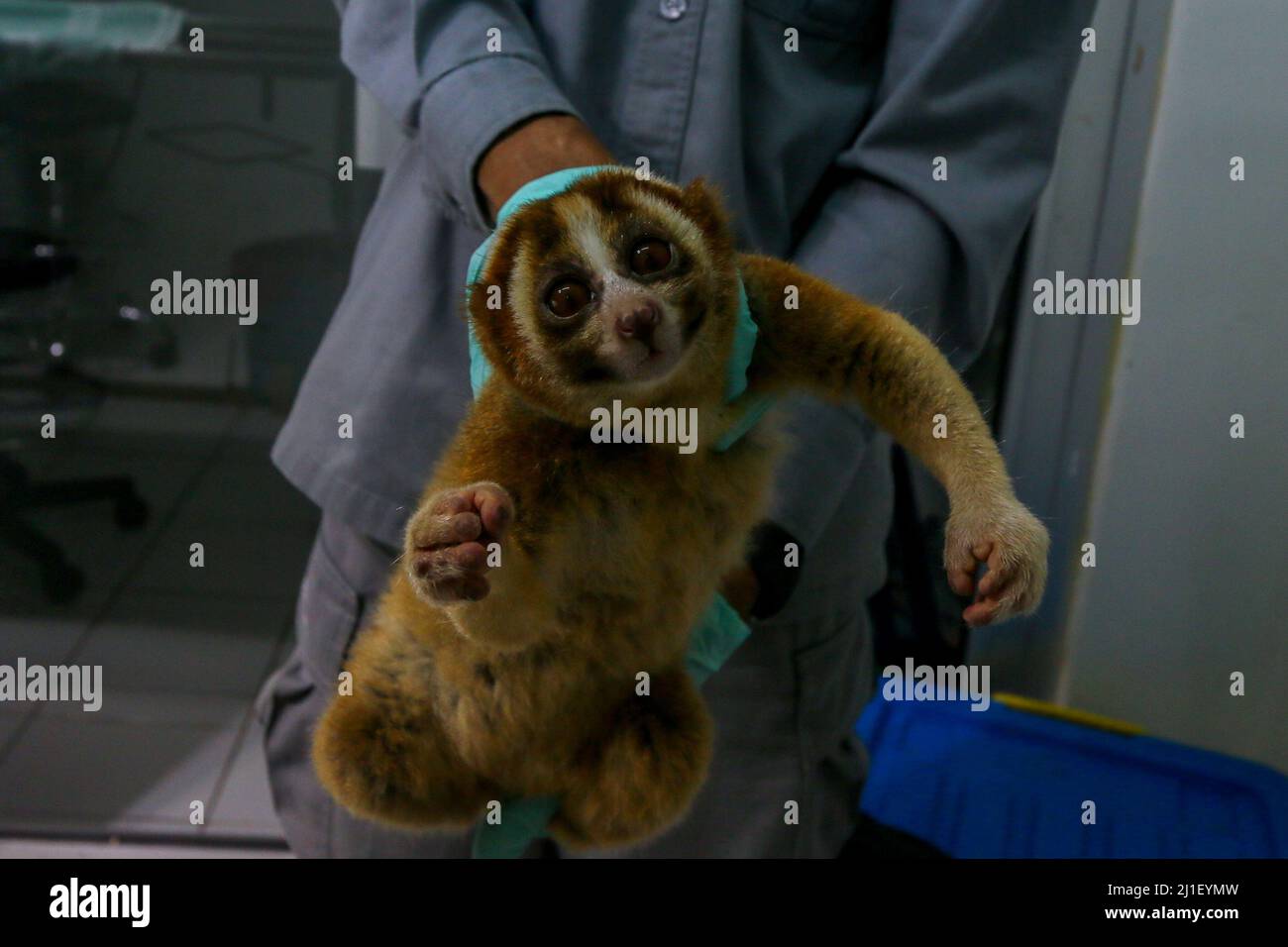 Preparations for the release of 10 Javan slow lorises at the IAR ...