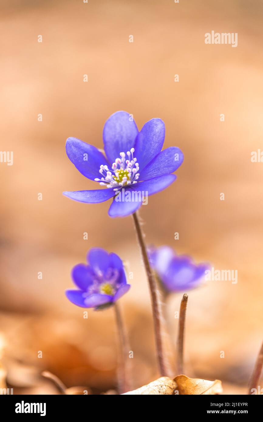 Anemone hepatica flower in a detail view on blurred background. Stock Photo