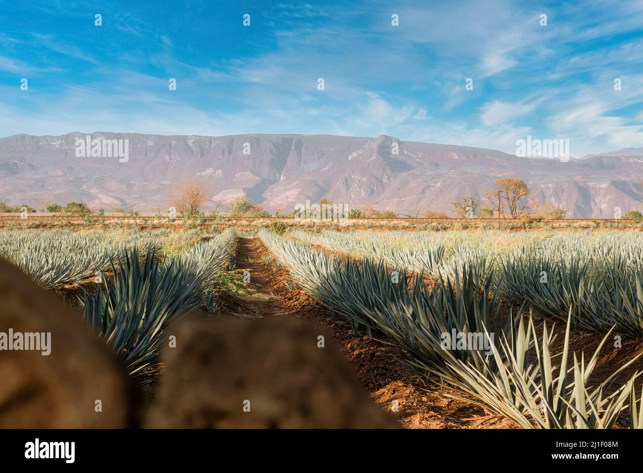 Blue agave pineapples hi-res stock photography and images - Alamy