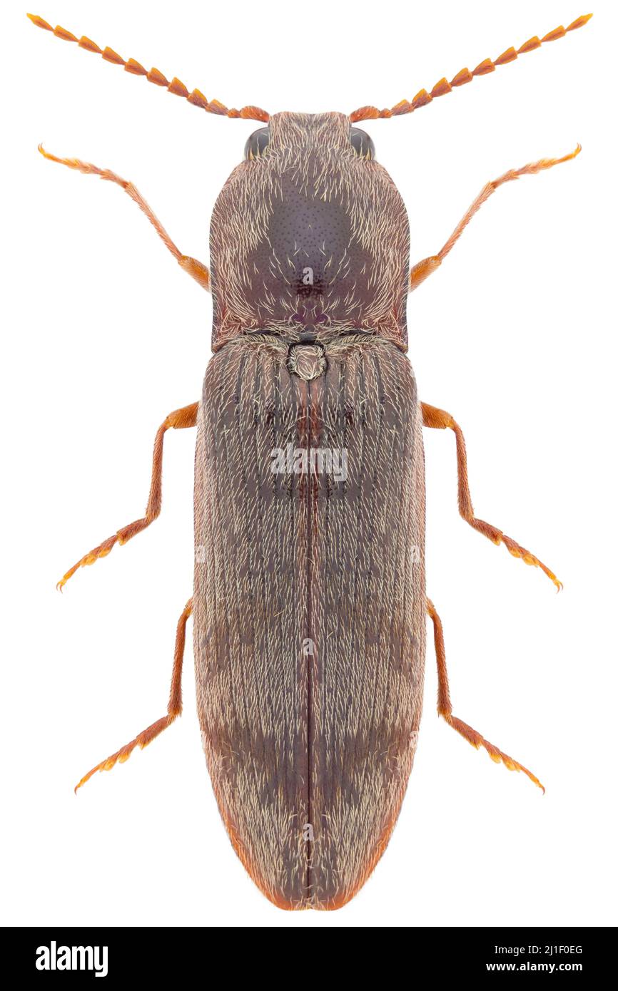 Click beetle species Stenagostus rhombeus Stock Photo