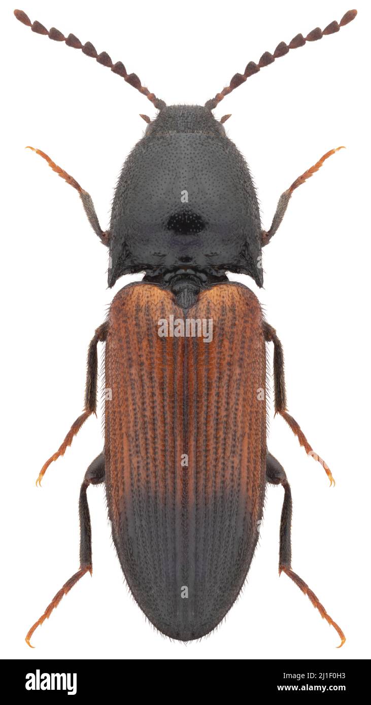 Click beetle species Ampedus balteatus Stock Photo