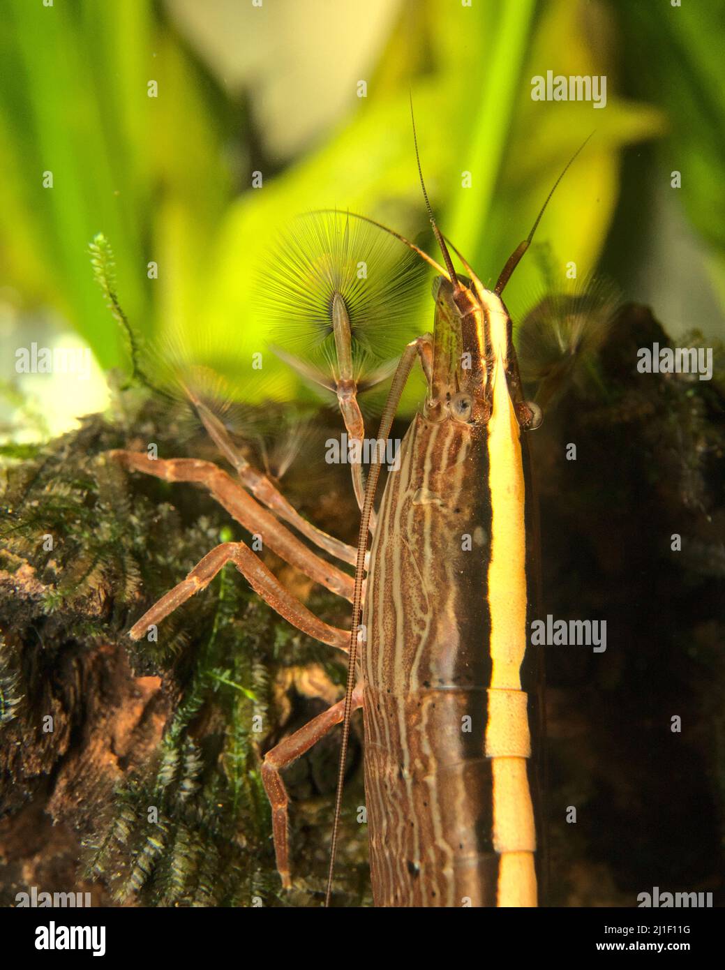 Closeup of female bamboo shrimp using fans for feeding Stock Photo