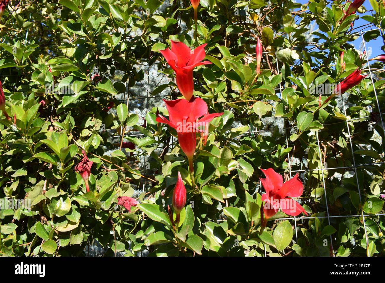 Beautiful bright red Mandevilla (rocktrumpet) - climbing and beautiful tropical plant. Evergreen climbing liana Rocktrumpet. Brazillian jasmine decora Stock Photo