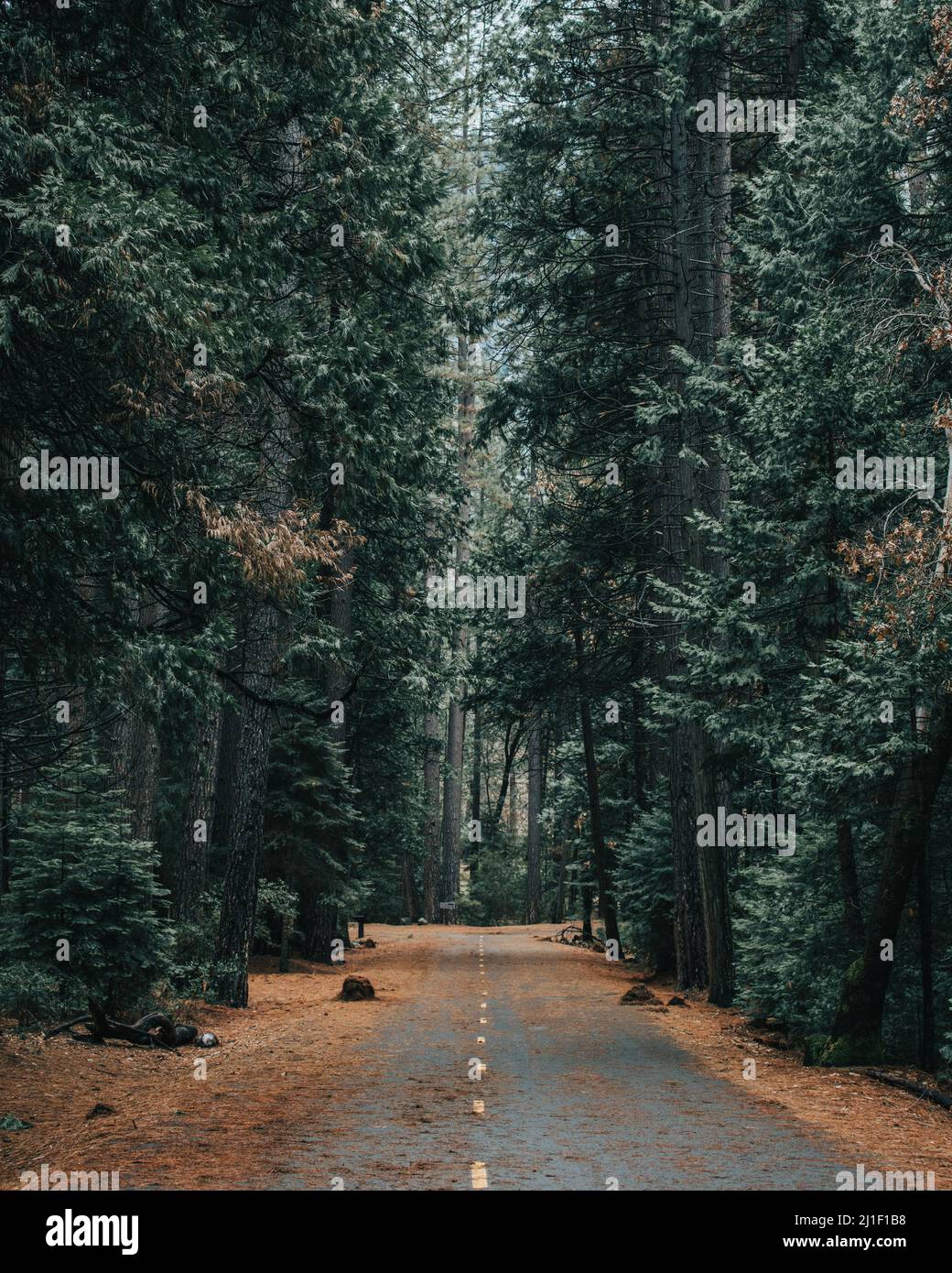 A vertical view of the long road surrounded by tall trees in the forest ...