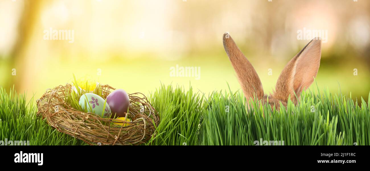 Easter bunny hiding in the grass hi-res stock photography and images ...