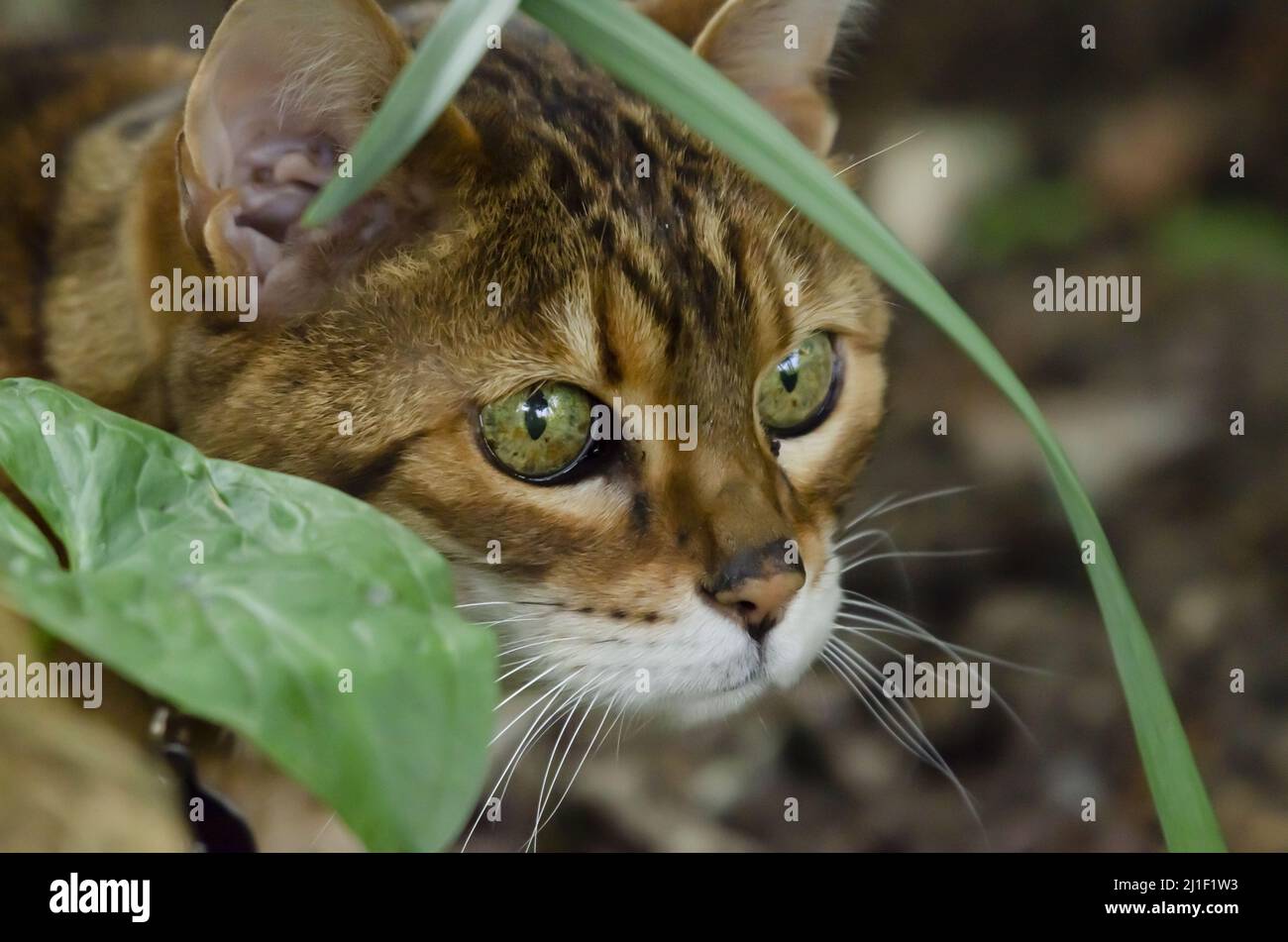 Domestic cat stalking birds hi-res stock photography and images - Alamy