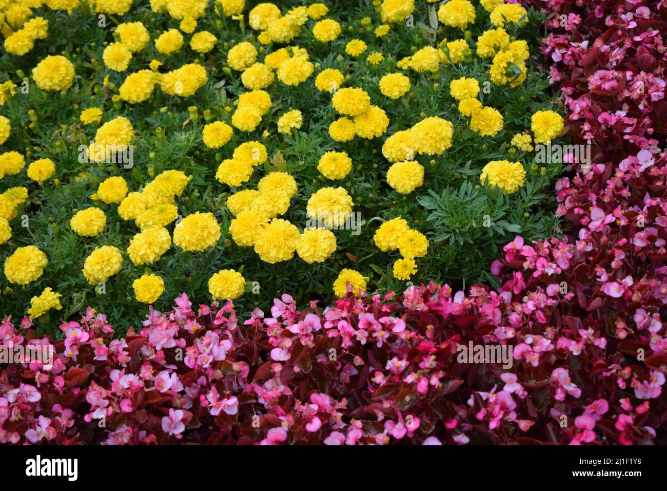 Gardens In Bloom, Landscape Design elements. Flower garden. Landscaping and garden design. Spring blooming in the park. Red and pink begonia and marig Stock Photo