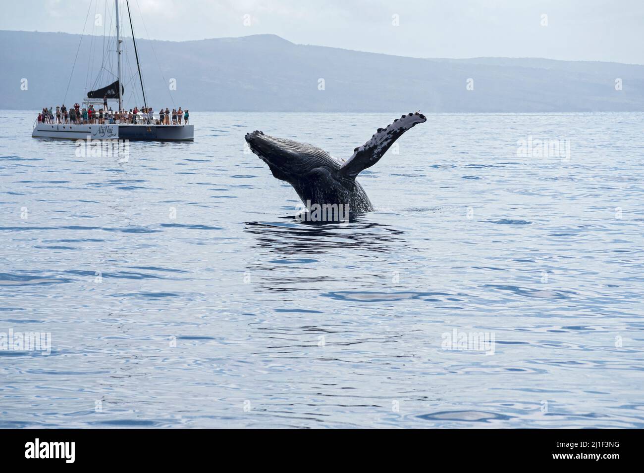 Maui, HI/USA - February 18, 2022: Tourists aboard whale watching boat observe whale breaching in waters of Pacific Ocean off Maui coast. Stock Photo