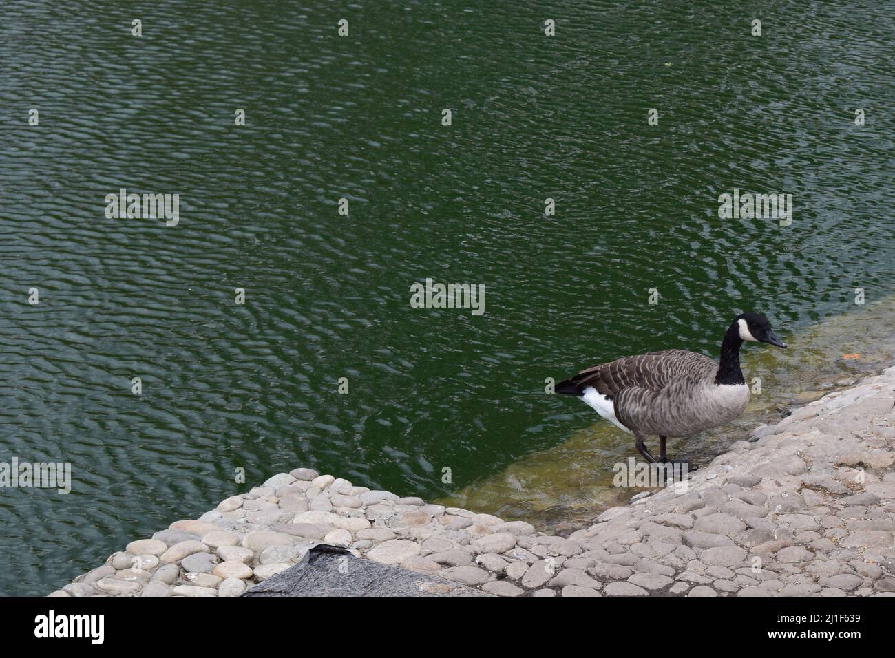 Canada gooses. Canada goose, Branta canadensis, bird is feeding Stock Photo