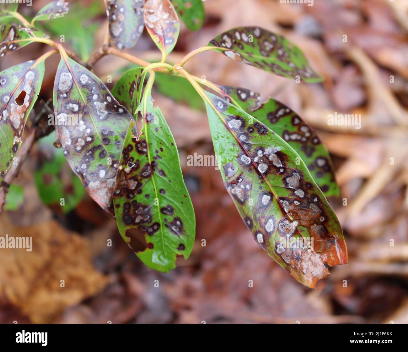 Infection on leaves hires stock photography and images Alamy