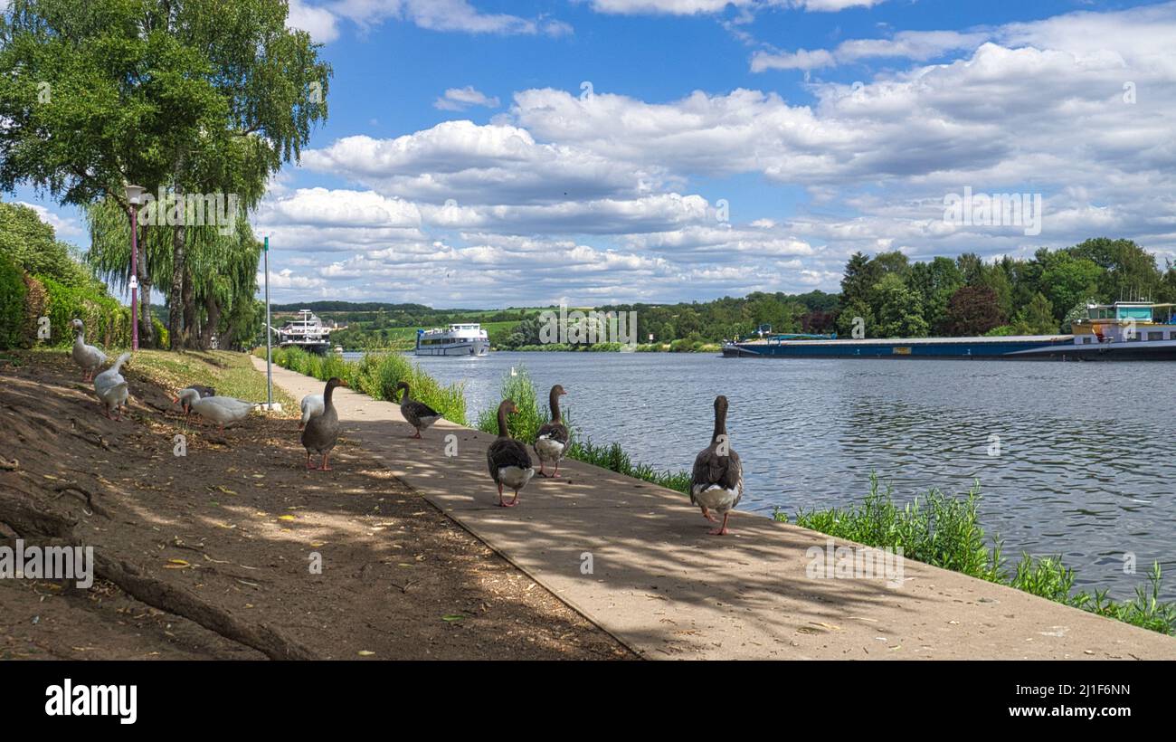 Wild geese on the river during a walk. Rest of the birds to take food and rest. Animal photo in the landscape Stock Photo