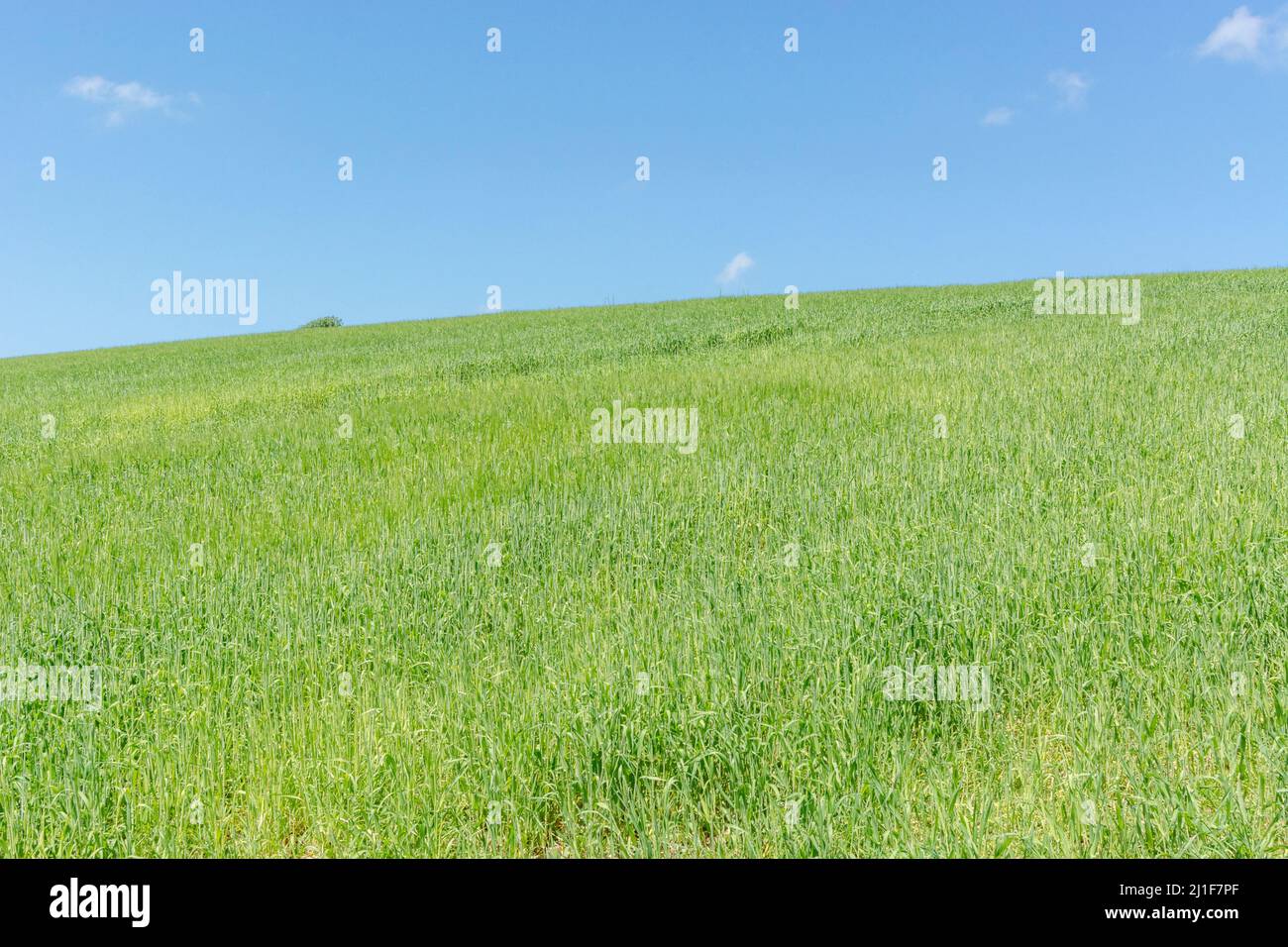 Green fields of England concept. Blue skies over field of growing cereal crop - Cornwall, UK. Metaphor food security / growing food, British farming. Stock Photo
