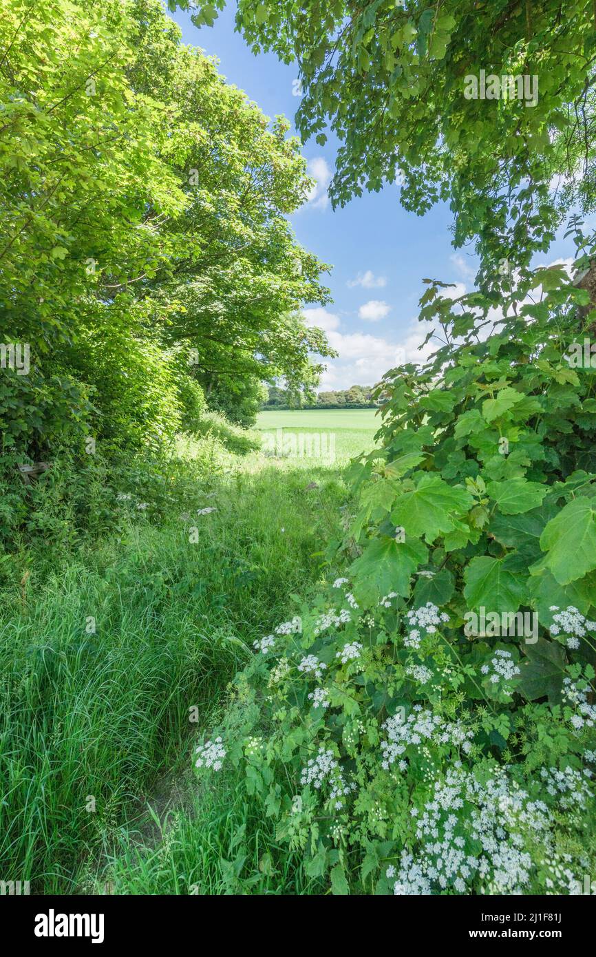 Green fields of England concept. Entrance to a cropped field. Metaphor for food security / growing food. English countryside in summer concept. Stock Photo
