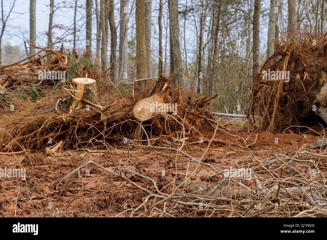 Preparing land for housing new complex property with tree stump removal