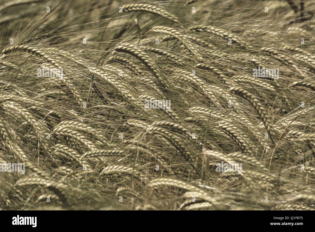 Heads of green barley (Hordeum vulgare) growing. Focus on heads in a band across horizontal plane left to right of picture. Metaphor food security. Stock Photo