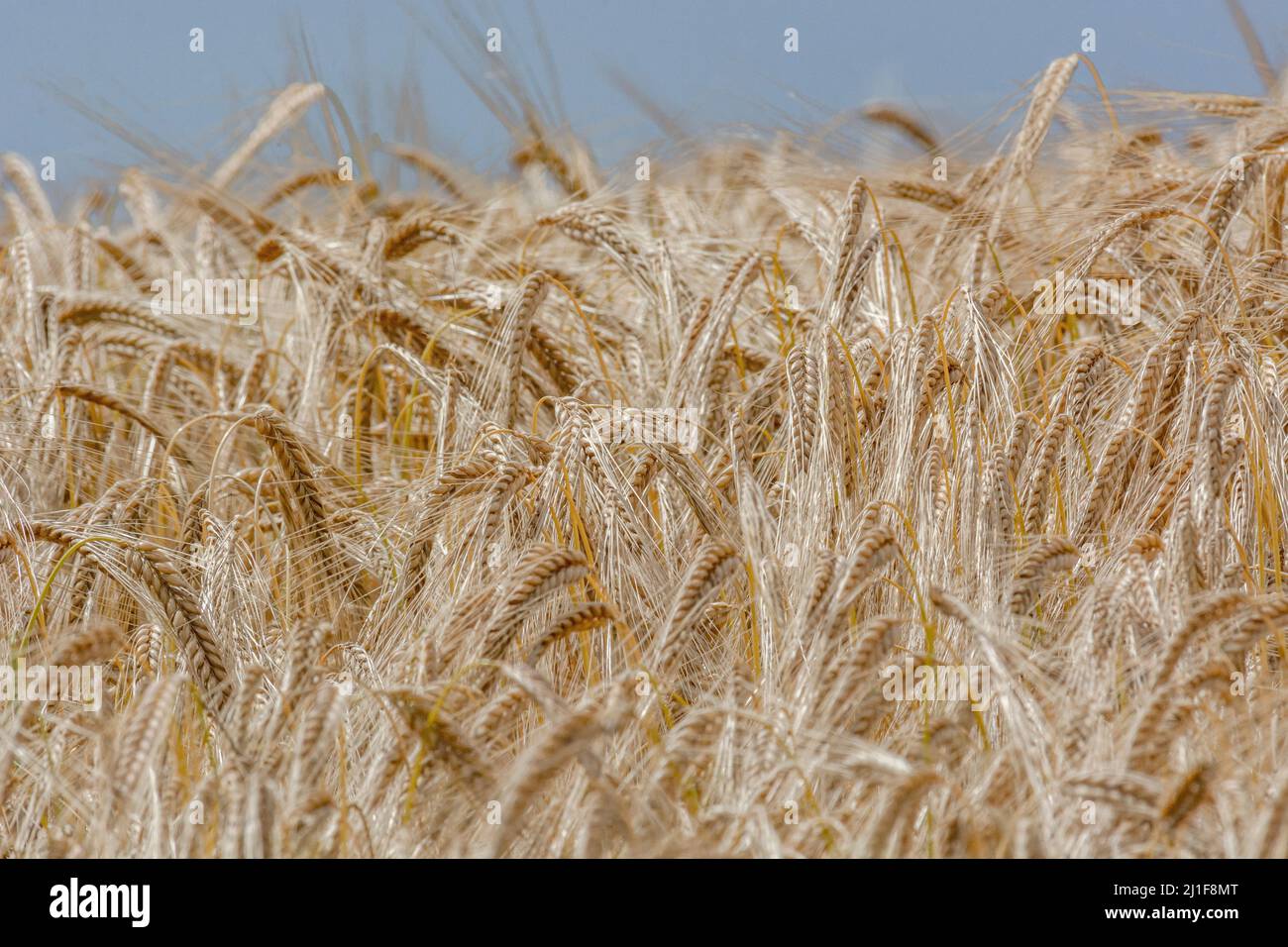 Ears of ripening barley / Hordeum vulgare in a cereal cropped field. Visual metaphor for concept of famine, food security, food supply UK. Stock Photo