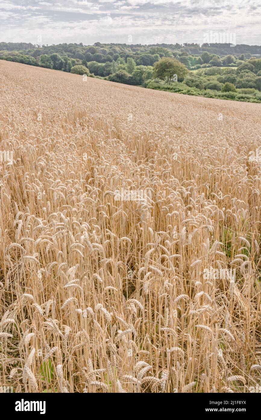 Summer UK wheat field in mid-Cornwall (focus on stalks in lower half of image). Visual metaphor for concept of famine. For food security. Stock Photo