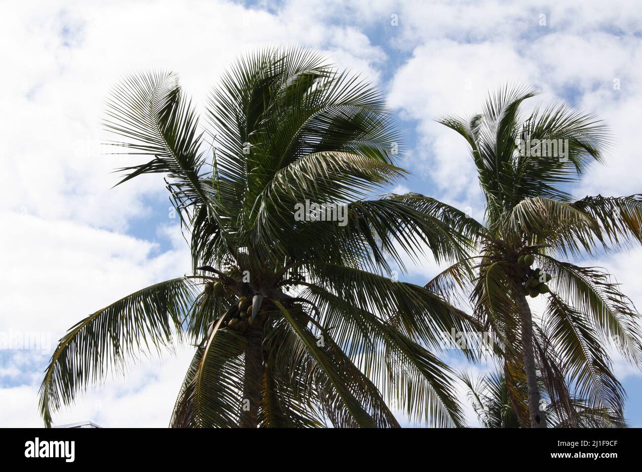 Coconut trees against a cloudy sky Stock Photo