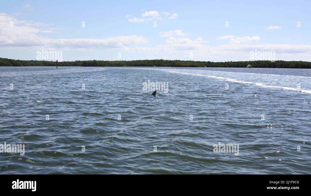 Dorsal fin of a dolphin in the waters off Florida Key Largo with mangrove forest in the background Stock Photo
