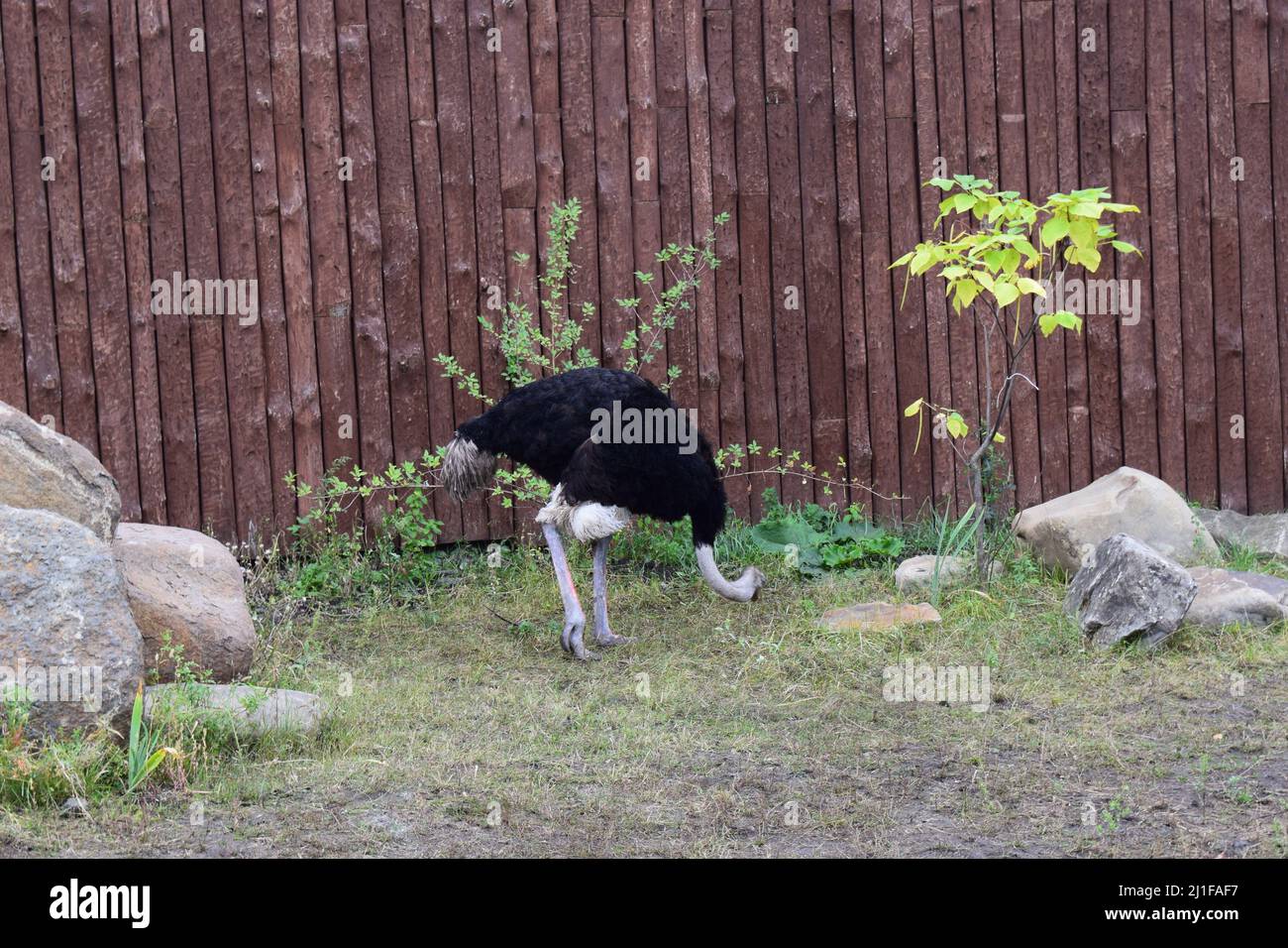 Ostrich (Struthio camelus) in a zoo environment. The African ostrich is the largest of the ratites of the earth. A family lives on the green pasture i Stock Photo