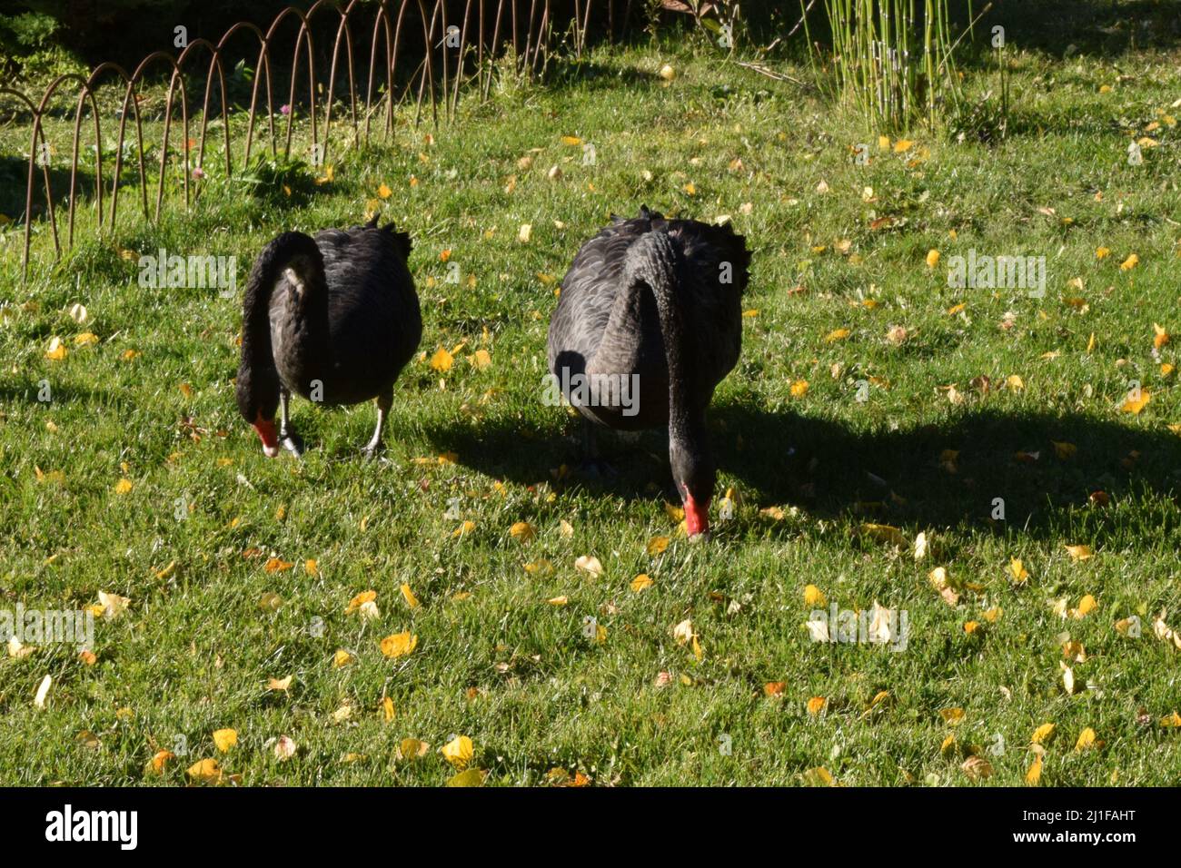 Couple of beautiful Black swans walking on the green grass. Stock Photo