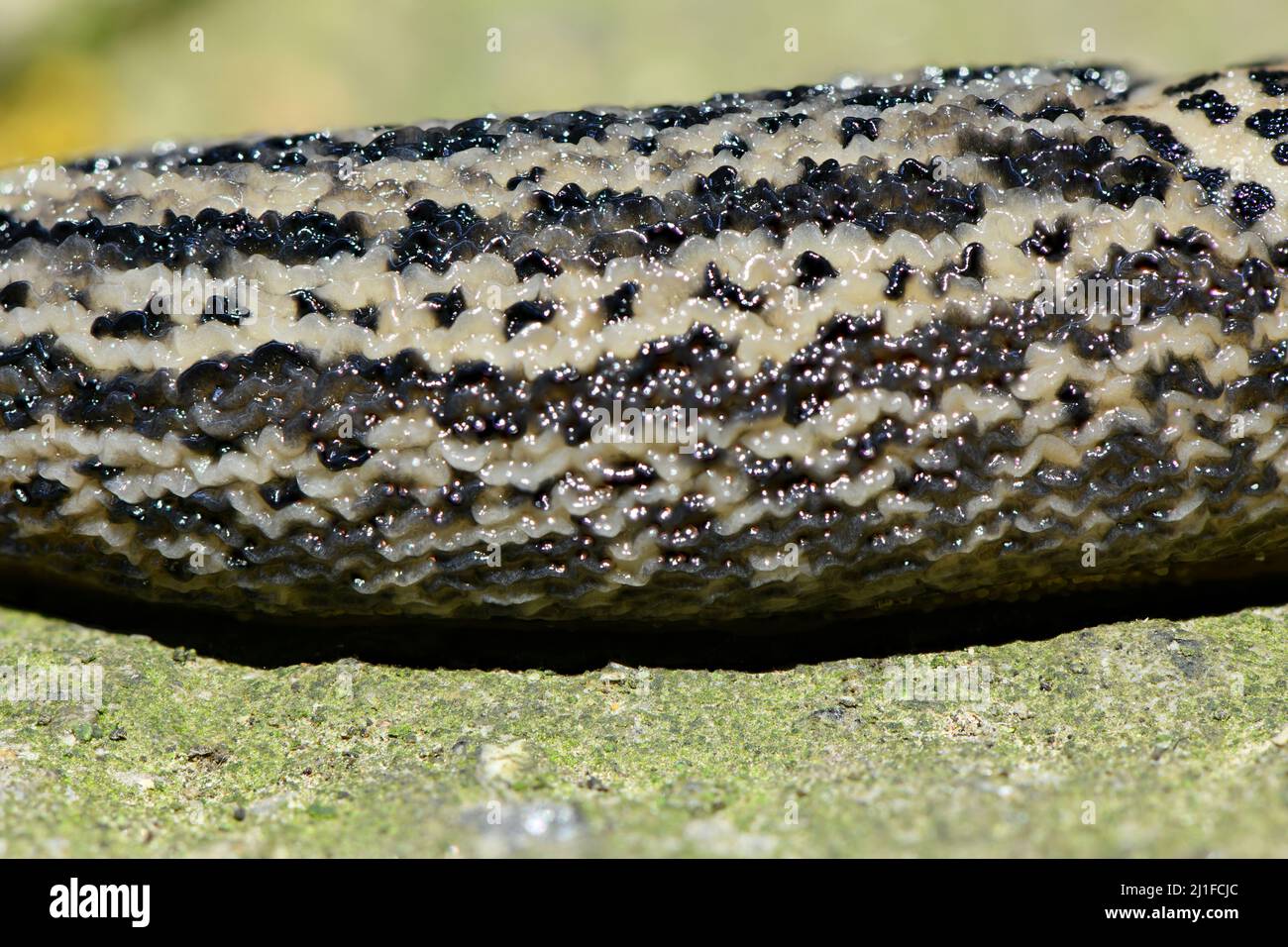 Close-up photo of leopard slug, also known as Limax Maximus. High resolution photo. Full depth of field. Stock Photo