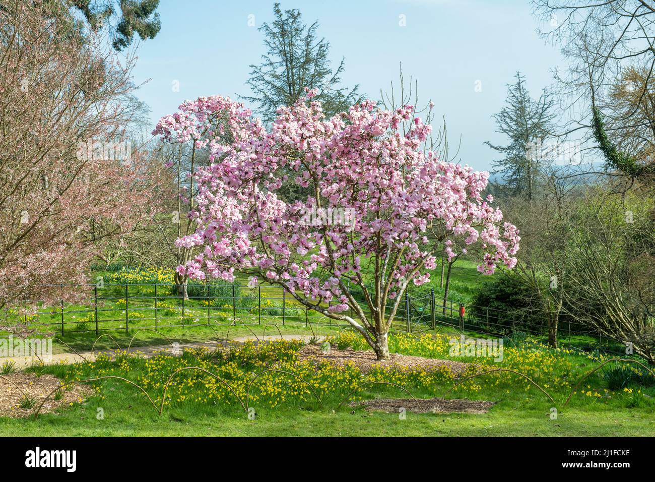 Magnolia Caerhays Belle tree flowering in spring at Batsford arboretum,  Cotswolds, Gloucestershire, England Stock Photo