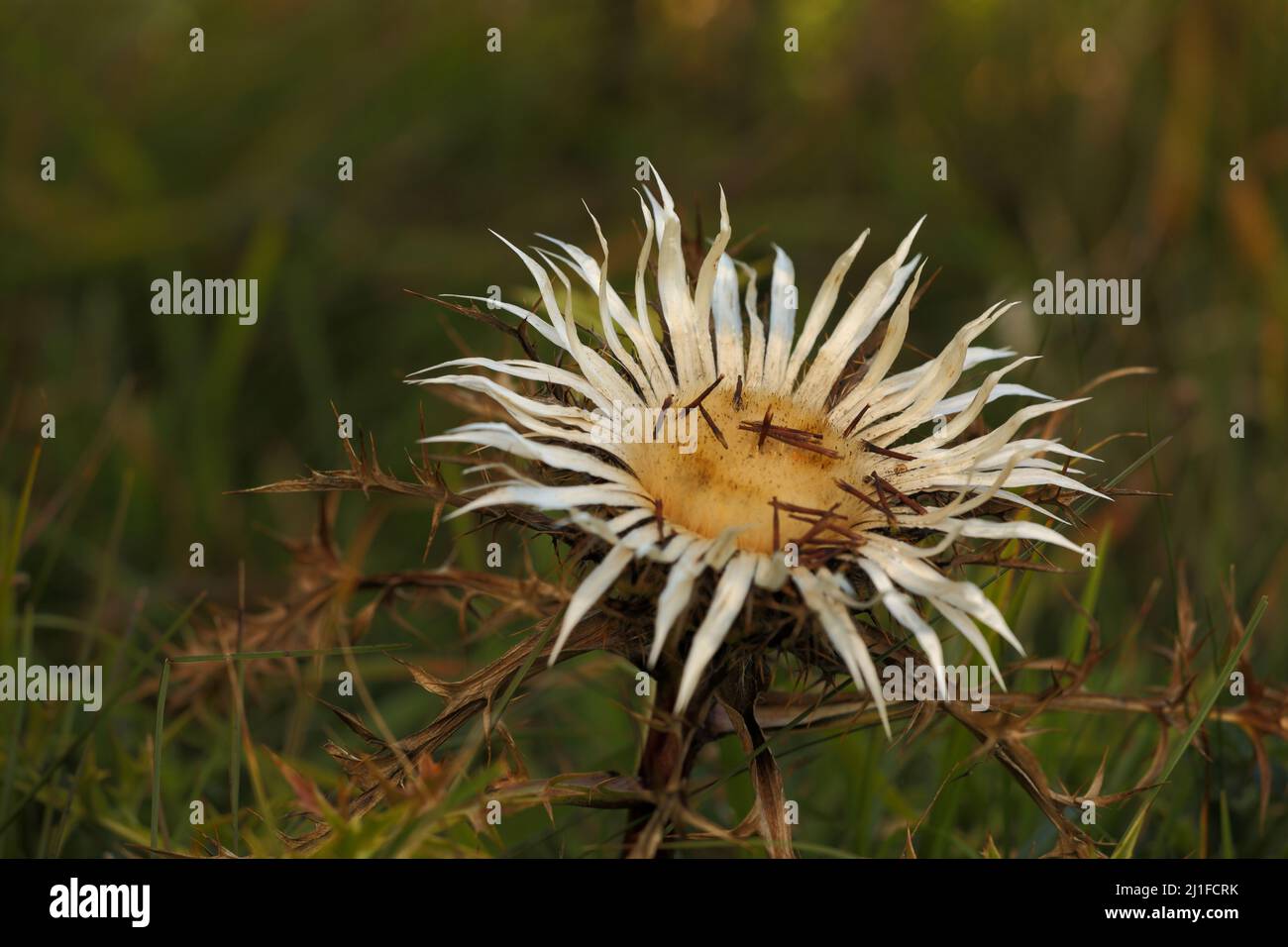 Silver thistle (Carlina acaulis) in the Rhoen, Hesse, Germany Stock Photo