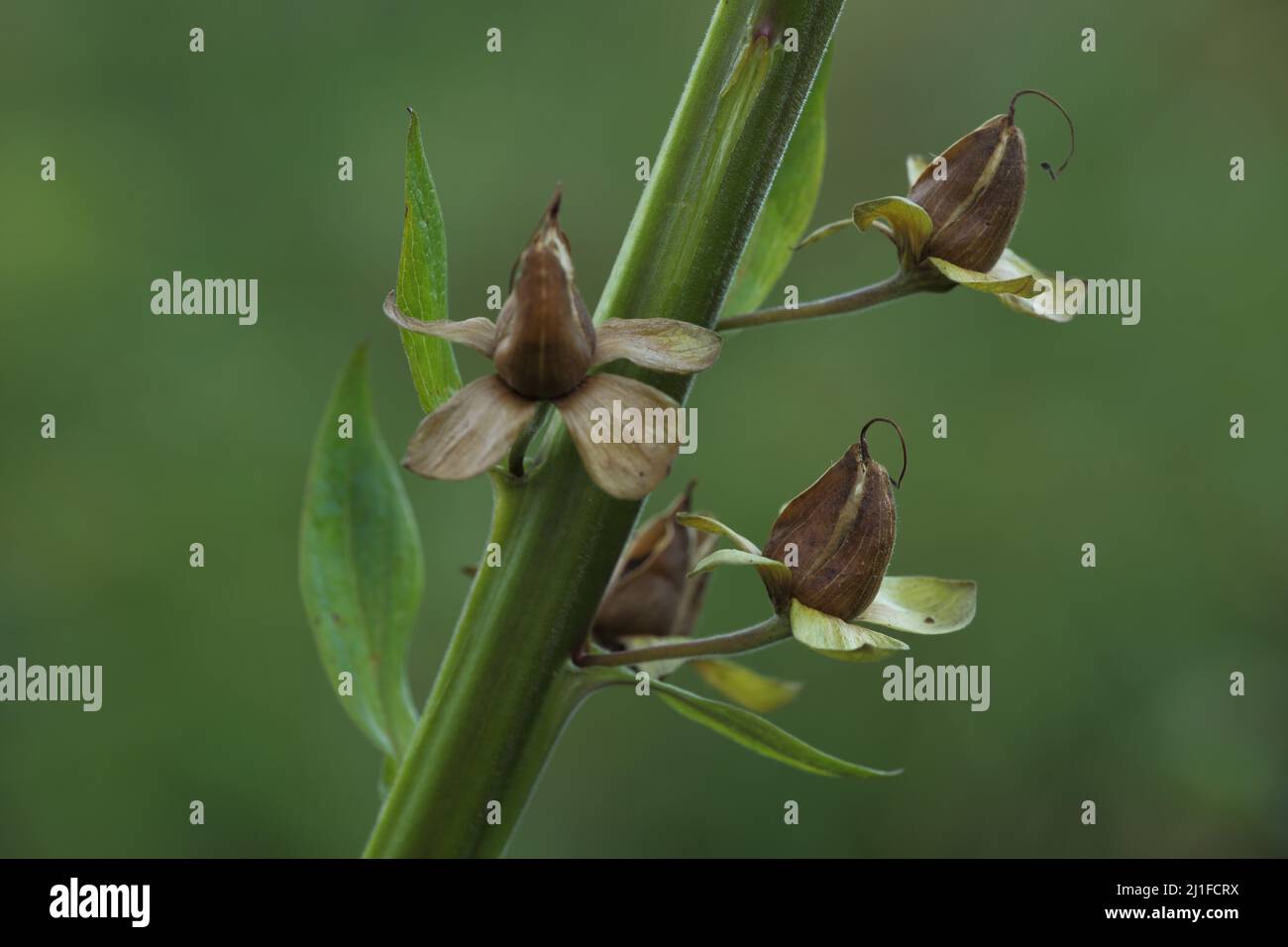 Infructescence of the common foxglove (Digitalis purpurea) in the Rhoen, Hesse, Germany Stock Photo