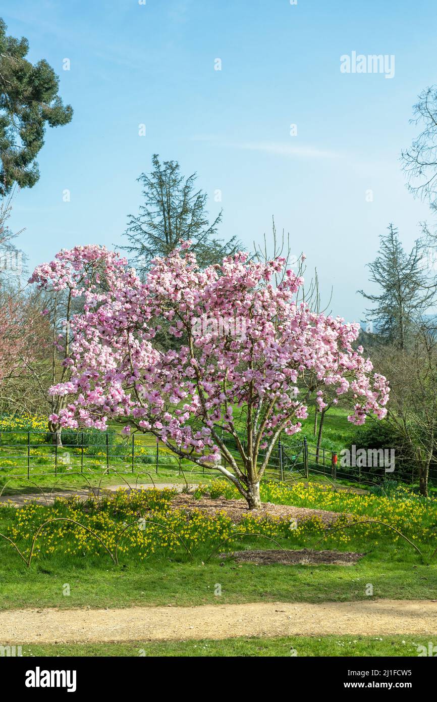 Magnolia Caerhays Belle tree flowering in spring at Batsford arboretum,  Cotswolds, Gloucestershire, England Stock Photo