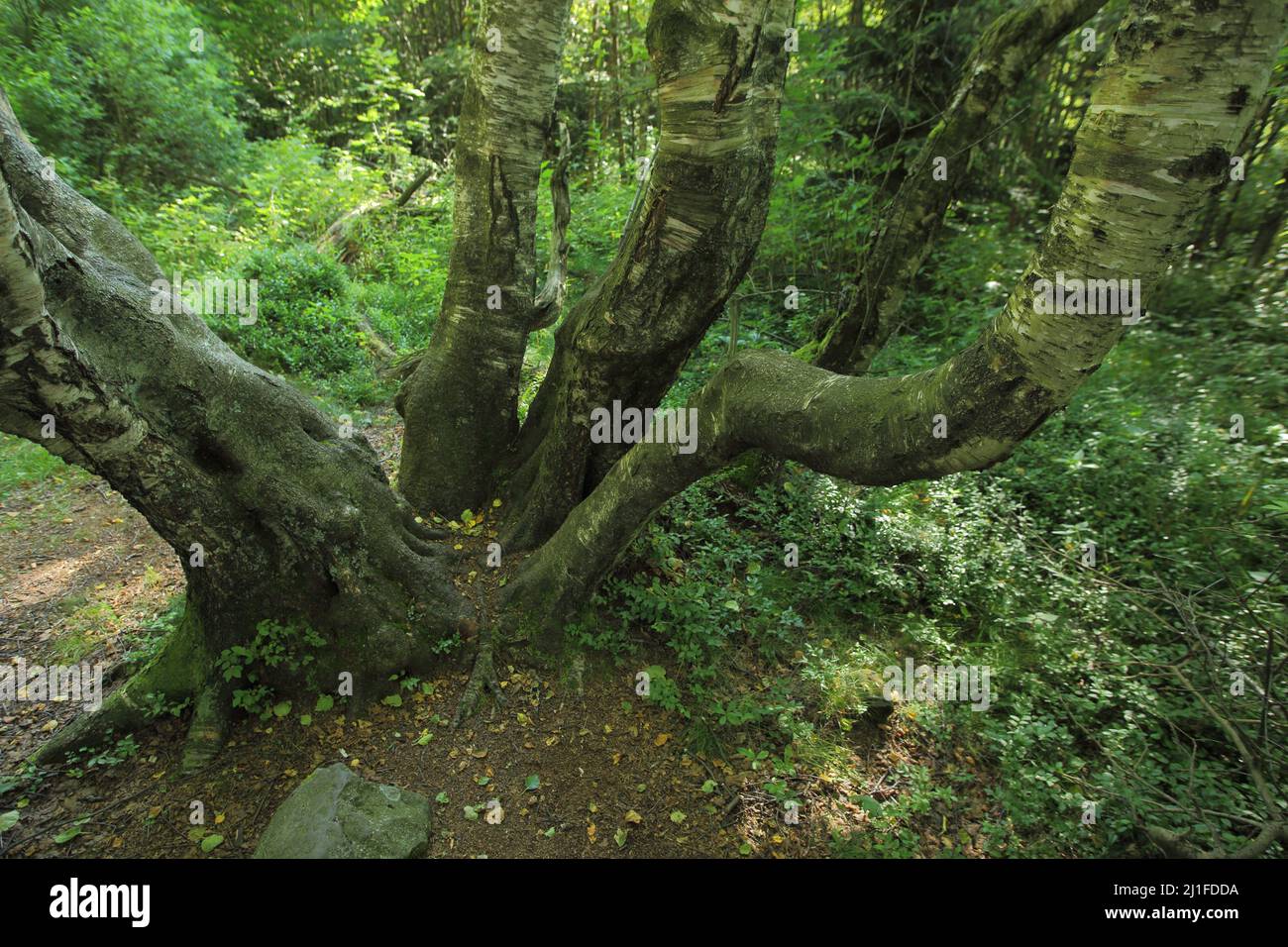 Carpathian birch (Betula pubescens subsp. Carpatica) in the Black Moor in the Rhoen, Bavaria, Germany Stock Photo