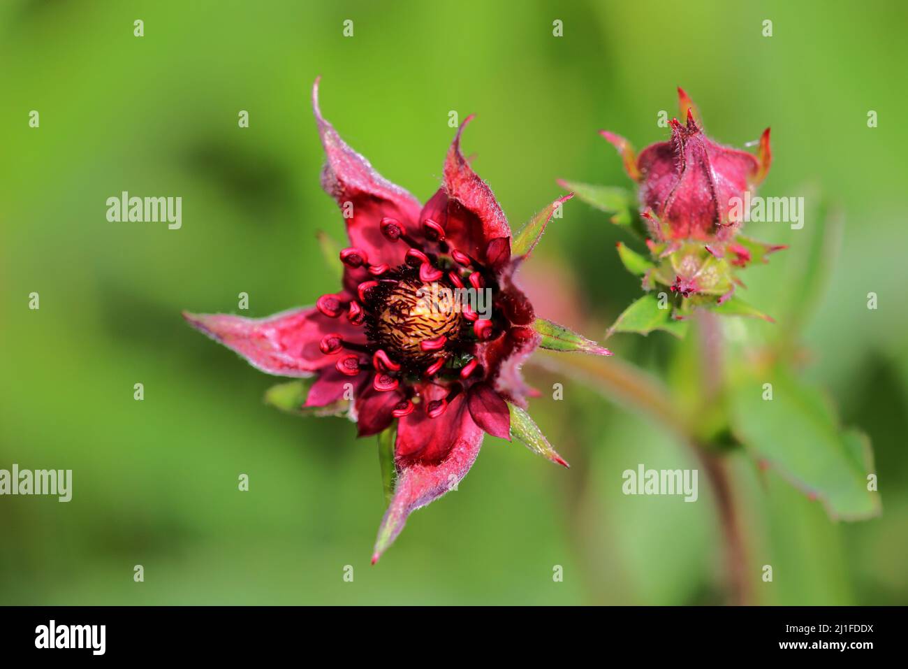 Marsh Bloodeye (Potentilla palustris) in the Black Moor in the Rhoen, Bavaria, Germany Stock Photo