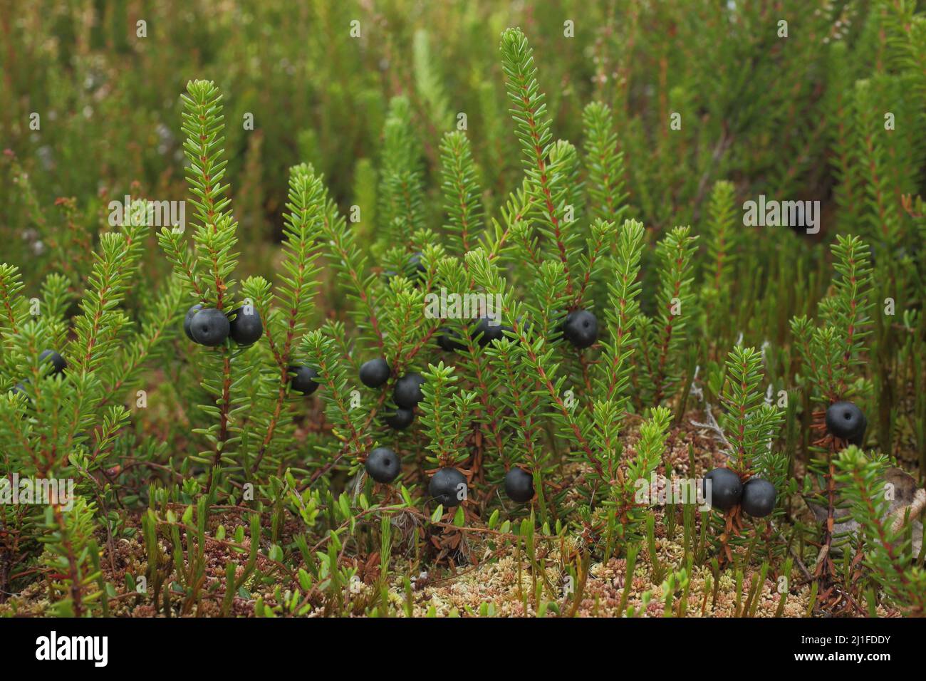Black crowberry (Empetrum nigrum) in the Black Moor in the Rhoen, Bavaria, Germany Stock Photo