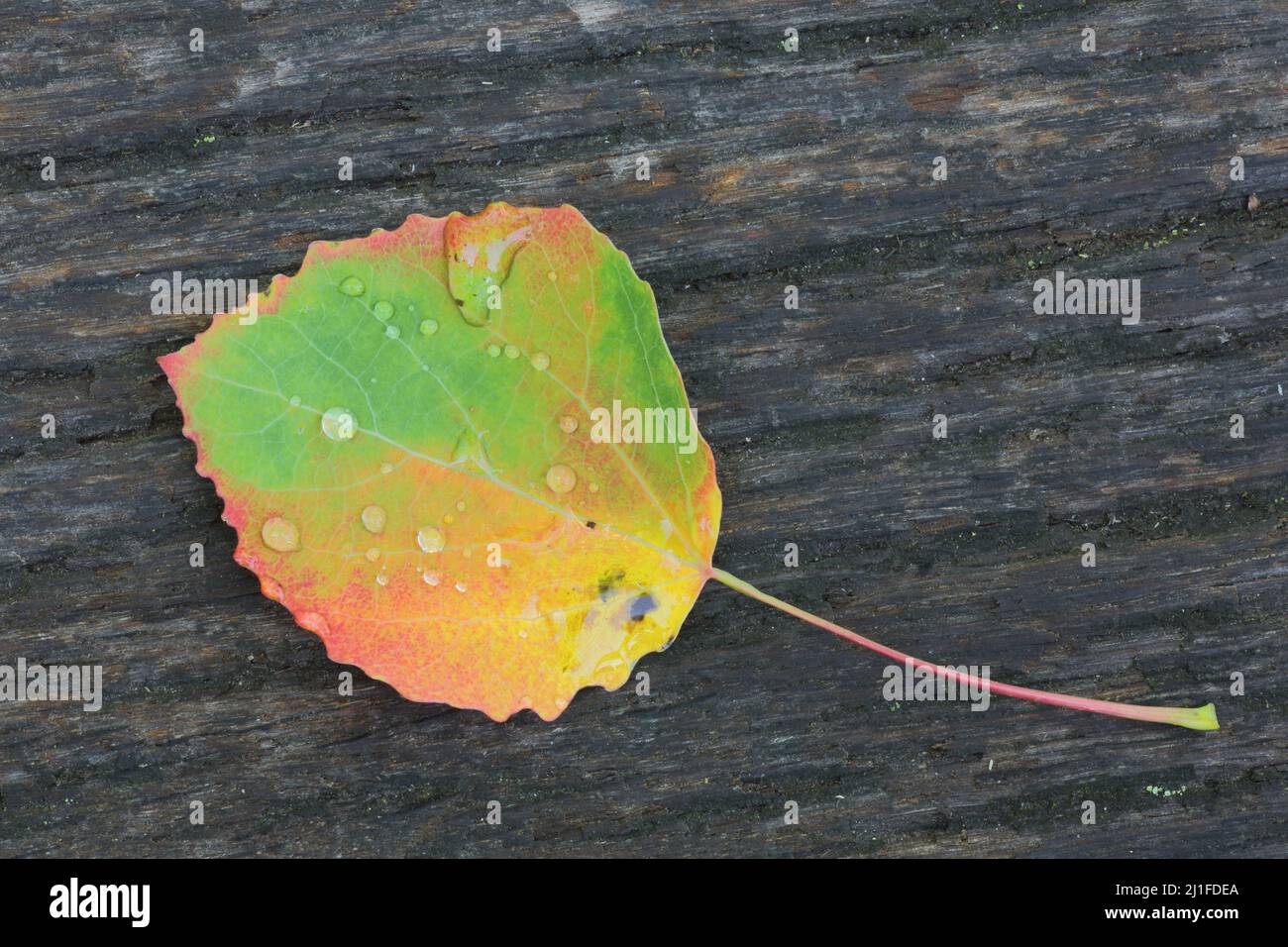 Foliage in autumn with water drops of downy birch (Betula pubescens) in the Black Moor in the Rhoen, Bavaria, Germany Stock Photo