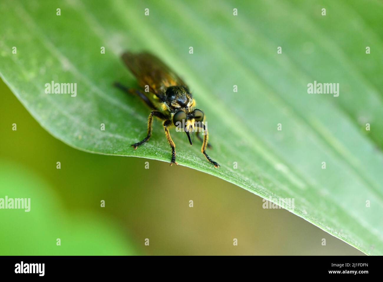 Live horsefly or Tabanidae on leaf background with shadow, macro shot